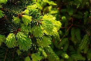Young shoots with fresh bright green needles on spruce branches photo