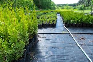 guardería de conífero plantas en ollas con un cerrado raíz para plantando en tu jardín trama. foto