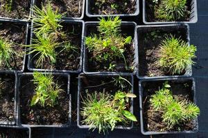 guardería de conífero plantas en ollas con un cerrado raíz para plantando en tu jardín trama. foto