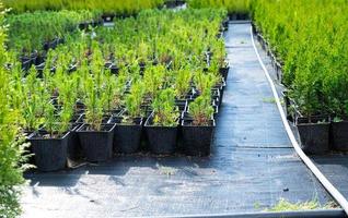 guardería de conífero plantas en ollas con un cerrado raíz para plantando en tu jardín trama. foto