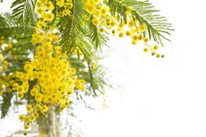 Yellow fresh spring bouquet of mimosa on a white background in the background light. Spring, Easter, Women's Day, March 8. photo