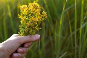 ramo de flores de S t. de juan mosto en tu mano en un antecedentes de césped en un rayo de sol. medicinal hierbas, té recopilación, alternativa medicamento. verano tiempo, campo, ecología, armonía con naturaleza. Copiar espacio foto