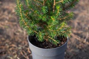 Coniferous plants in pots with a closed root for planting on your garden plot from the nursery. Gardening of a garden plot in spring photo