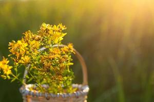 ramo de flores de S t. de juan mosto en el cesta en antecedentes de césped en un rayo de sol. medicinal hierbas, té recopilación, alternativa medicamento. verano tiempo, campo, ecología, armonía con naturaleza. Copiar espacio foto