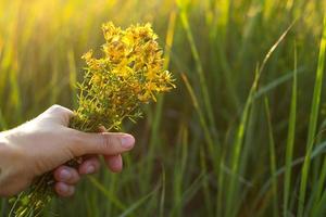 ramo de flores de S t. de juan mosto en tu mano en un antecedentes de césped en un rayo de sol. medicinal hierbas, té recopilación, alternativa medicamento. verano tiempo, campo, ecología, armonía con naturaleza. Copiar espacio foto