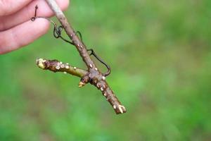 el vástago de un rama con germinando rudimentos de raíces de cerca - vegetativo reproducción de jardín plantas foto