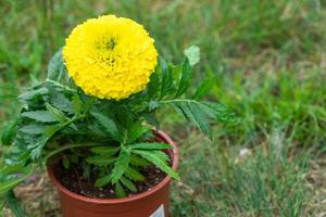 Yellow marigold seedlings are planting in the open ground in spring. Unpretentious garden flowers, flower bed and yard care photo