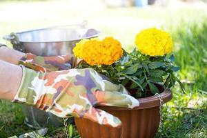 amarillo y naranja maravilla plántulas con raíces son preparado para plantando en el abierto suelo en primavera. no pretencioso jardín flores en el manos de un jardinero, flor cama y yarda cuidado foto