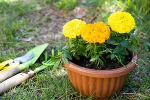 Yellow and orange marigold seedlings with roots are prepared for planting in the open ground in spring. Unpretentious garden flowers in the hands of a gardener, flower bed and yard care photo