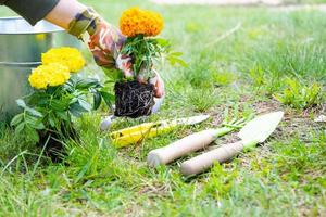 amarillo y naranja maravilla plántulas con raíces son preparado para plantando en el abierto suelo en primavera. no pretencioso jardín flores en el manos de un jardinero, flor cama y yarda cuidado foto