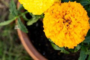 Yellow and orange marigold seedlings with roots are prepared for planting in the open ground in spring. Unpretentious garden flowers in the hands of a gardener, flower bed and yard care photo