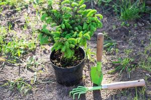 Coniferous plants in pots with a closed root for planting on your garden plot from the nursery. Gardening of a garden plot in spring photo