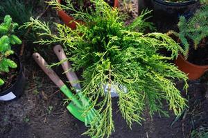Coniferous plants in pots with a closed root for planting on your garden plot from the nursery. Gardening of a garden plot in spring photo