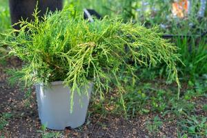Coniferous plants in pots with a closed root for planting on your garden plot from the nursery. Gardening of a garden plot in spring photo