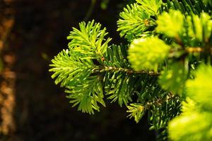 Young shoots with fresh bright green needles on spruce branches photo