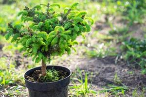 Coniferous plants in pots with a closed root for planting on your garden plot from the nursery. Gardening of a garden plot in spring photo