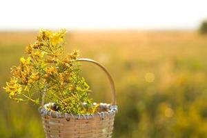 ramo de flores de S t. de juan mosto en el cesta en antecedentes de césped en un rayo de sol. medicinal hierbas, té recopilación, alternativa medicamento. verano tiempo, campo, ecología, armonía con naturaleza. Copiar espacio foto