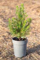 Coniferous plants in pots with a closed root for planting on your garden plot from the nursery. Gardening of a garden plot in spring photo
