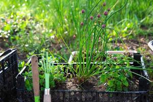 cultivo de Respetuoso del medio ambiente hierbas en el jardín cebolla, menta, tomillo foto