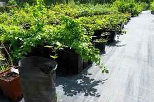 guardería de Fruta y baya arboles y arbustos para plantando en un jardín trama en el jardín foto