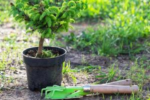 Coniferous plants in pots with a closed root for planting on your garden plot from the nursery. Gardening of a garden plot in spring photo
