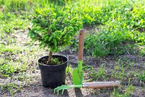 Coniferous plants in pots with a closed root for planting on your garden plot from the nursery. Gardening of a garden plot in spring photo