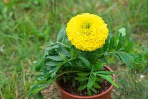 Yellow marigold seedlings are planting in the open ground in spring. Unpretentious garden flowers, flower bed and yard care photo