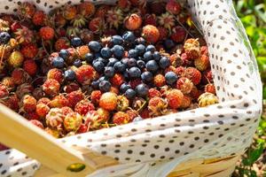 bayas rojas maduras frescas de fresas silvestres del bosque en una canasta detrás de la hierba. regalos de la naturaleza, vitaminas de verano, recolección de bayas, cosecha. foto