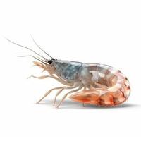 Cartoon shrimp isolated on white background photo