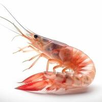 Image of shrimp isolated on white background photo