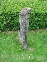 The graceful form of a tree trunk in a garden, A tree trunk with close-up photo, Textured tree trunk photo