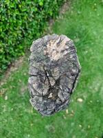 The graceful form of a tree trunk in a garden, A tree trunk with close-up photo, Textured tree trunk photo