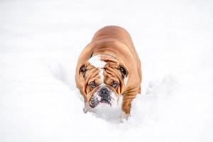 English bulldog in the snow photo