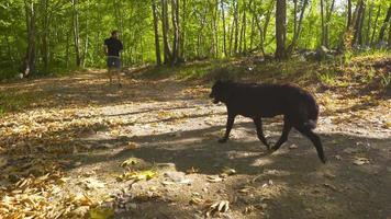 le homme est fonctionnement avec le sien chien dans le forêt. Jeune homme fonctionnement dans le forêt dans l'automne, en marchant avec le sien chien. video