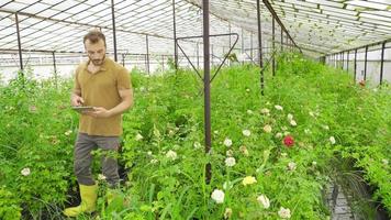 moderno rosa coltivazione. il moderno contadino è Lavorando nel il serra con il suo tavoletta nel mano. video