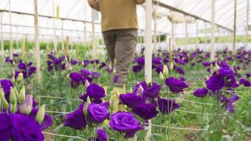 produktion och odling av lila ro i de växthus. blomsterhandlare arbetssätt med läsplatta i modern växthus analyserar rosor. video