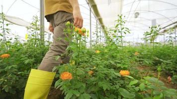 växande rosor, blomma produktion i de växthus. ung man kontroll och tar vård av växande reste sig plantor. video