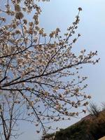 Sakura cherry blossoms on the tree under blue sky, beautiful japanese cherry flowers background during spring season. photo