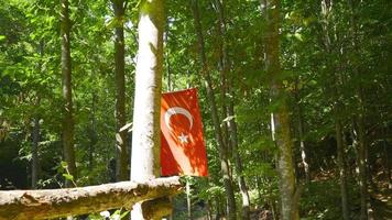 génial turc drapeau pendaison dans le forêt. le turc drapeau pendaison entre le des arbres est tremblement. video