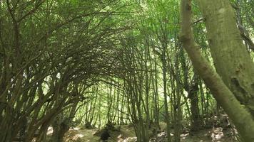 uomo fare gli sport nel il foresta. il uomo è in esecuzione nel il foresta. video