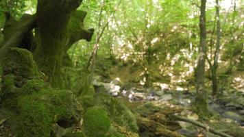Stream flowing in the forest. Flowing stream and green trees in the forest. video