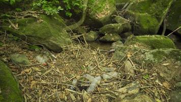 ambiental contaminación en el bosque. el plastico botellas y basura arrojado en el suelo en el bosque. video