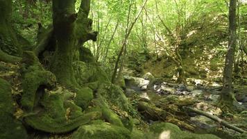 bemost bomen en vloeiende stroom in de Woud. stroom vloeiende door met mos bedekt boom boomstammen en rotsen. video