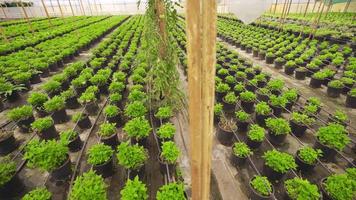 Flower production. Production in the greenhouse. Flowers produced in a closed greenhouse. video