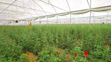 Red rose seedlings. Growing roses in the greenhouse. Florist working in greenhouse working with tablet. video