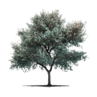 Cherry Blossom Tree Isolated png