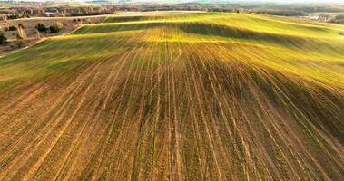 vlucht over- de geel groen gras heuvels en velden Bij zonsondergang stralen van zon video