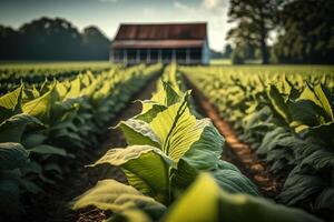 Tobacco plantation in the sun rays. AI generative photo