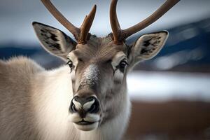 Close-up of a face of a reindeer with antlers on a winter background. photo