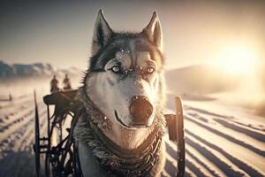 Malamute in dog sled. . photo